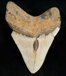 Colorful Megalodon Tooth - North Carolina #11939-2